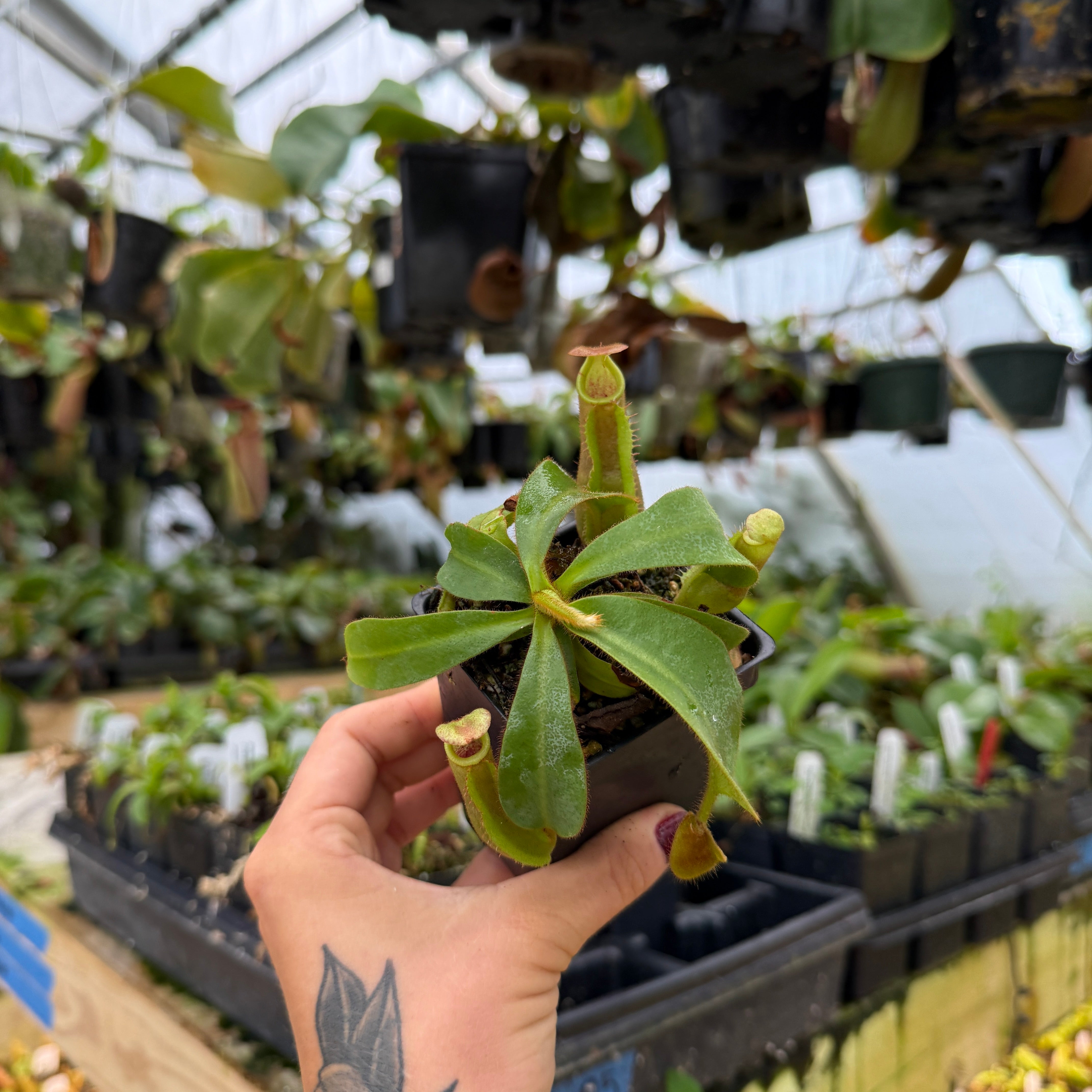 Nepenthes veitchii (