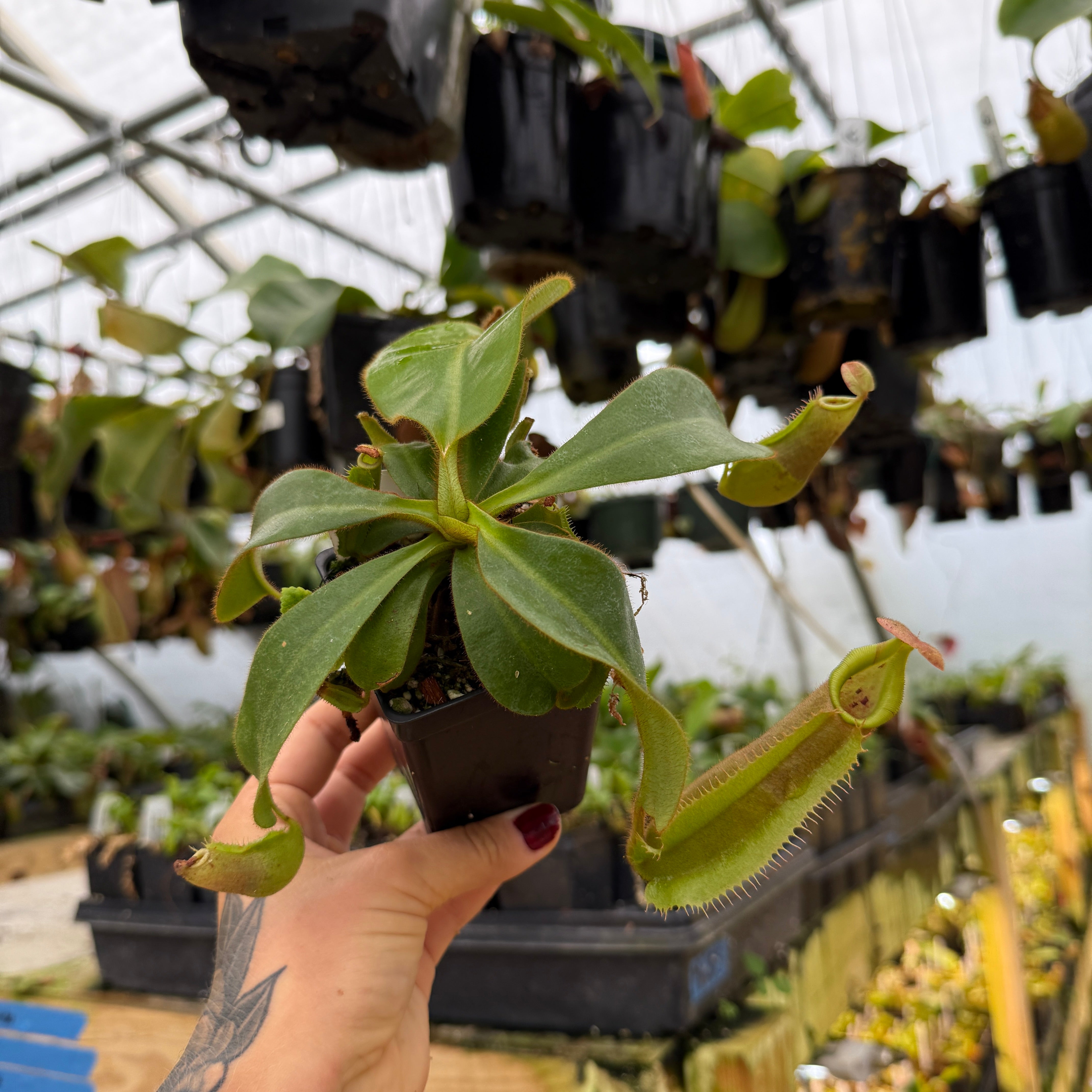 Pierre Henry Le マイクロフォン ビエン テンパイア Ina GR Nepenthes veitchii (