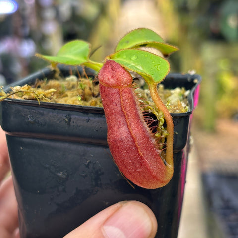 [W230] Nepenthes (truncata x peltata) x lowii