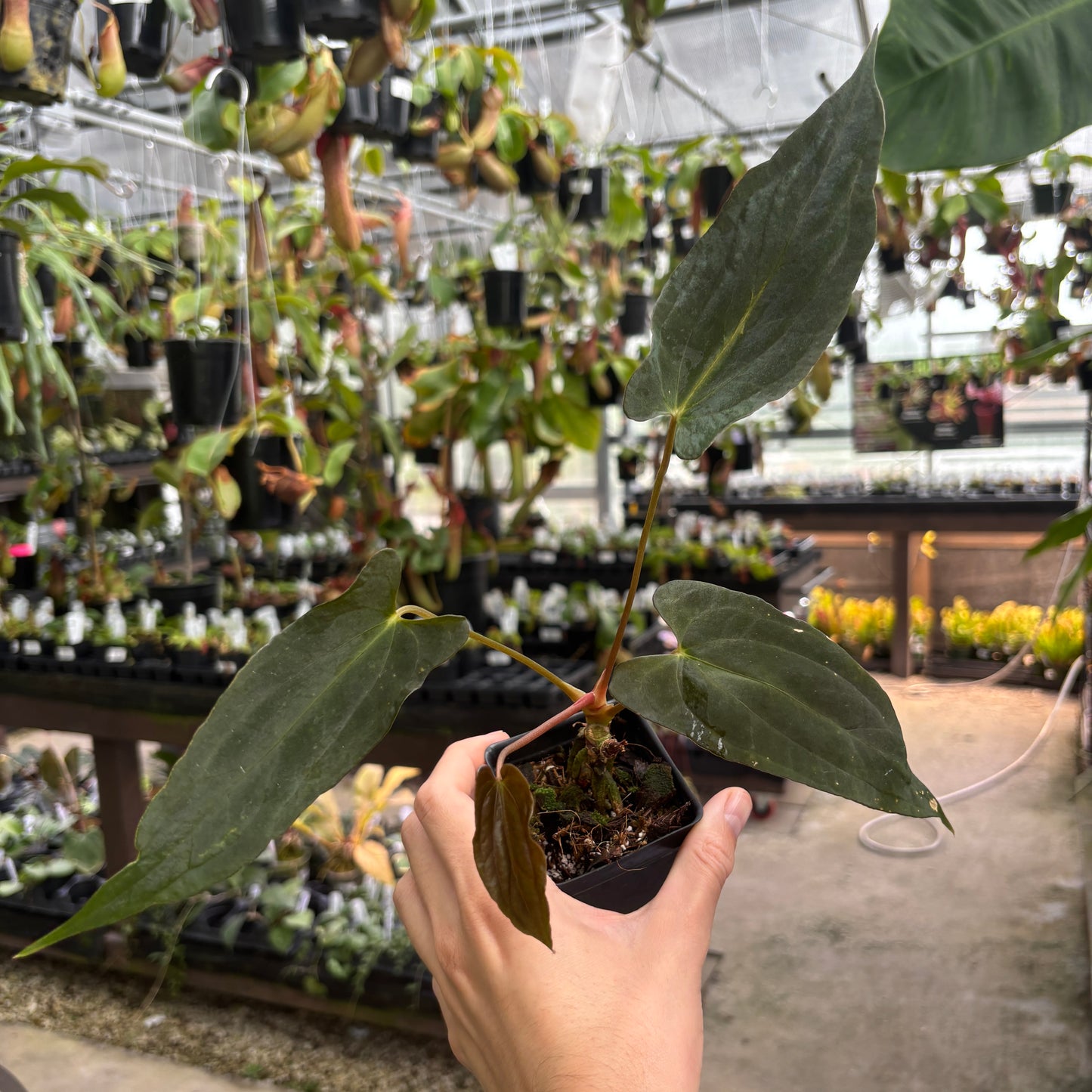 [MDR066] Anthurium papillilaminum "Fort Sherman" x "Ralph Lynam" (JV)