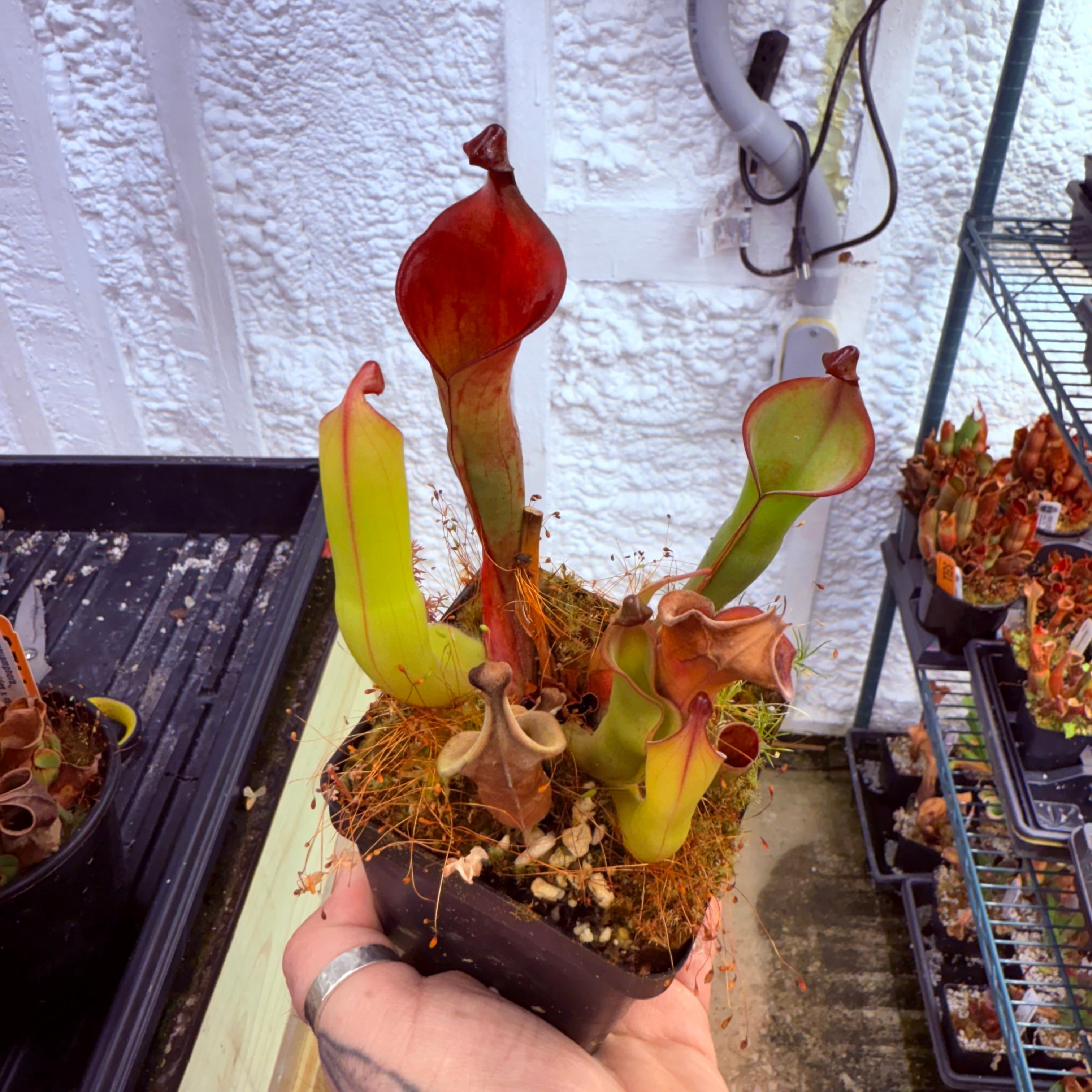 食虫植物 heliamphora nutans giant ヘリアンフォラ ヌタンス ジャイアント
