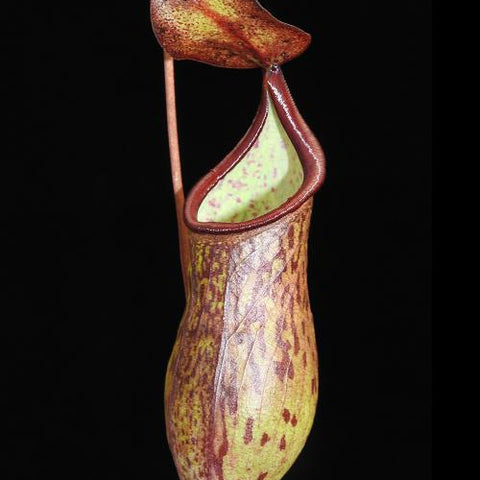 Nepenthes ceciliae BE-3956 pitcher with brown purple exterior and pale green interior against black background