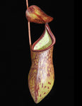 Nepenthes ceciliae, BE-3956