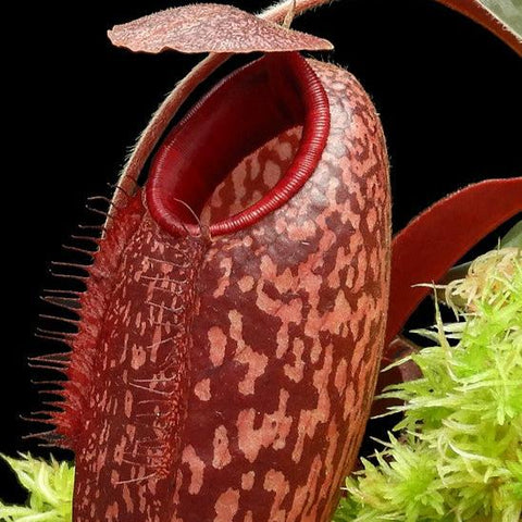 Close up of Nepenthes peltata x aristolochioides BE-4633 pitcher with red patterned mouth on a dark background