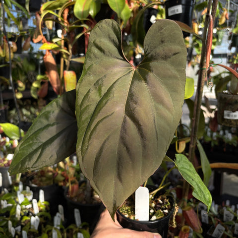 Heart shaped dark green leaf of Anthurium antolakii x debile CAR-0366