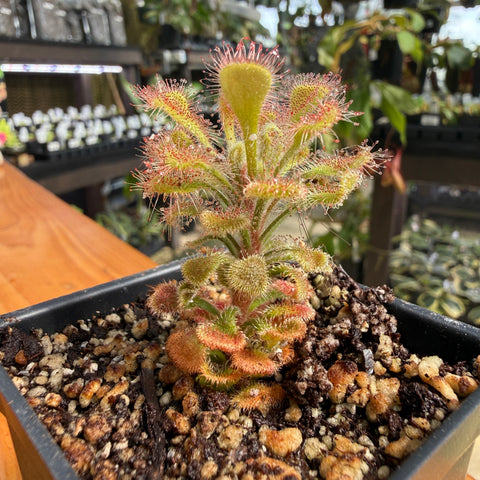 A close-up of a carnivorous sundew plant in a black square pot, with its characteristic sticky, reddish-pink tentacles visible on its green leaves, set against a blurred greenhouse background.