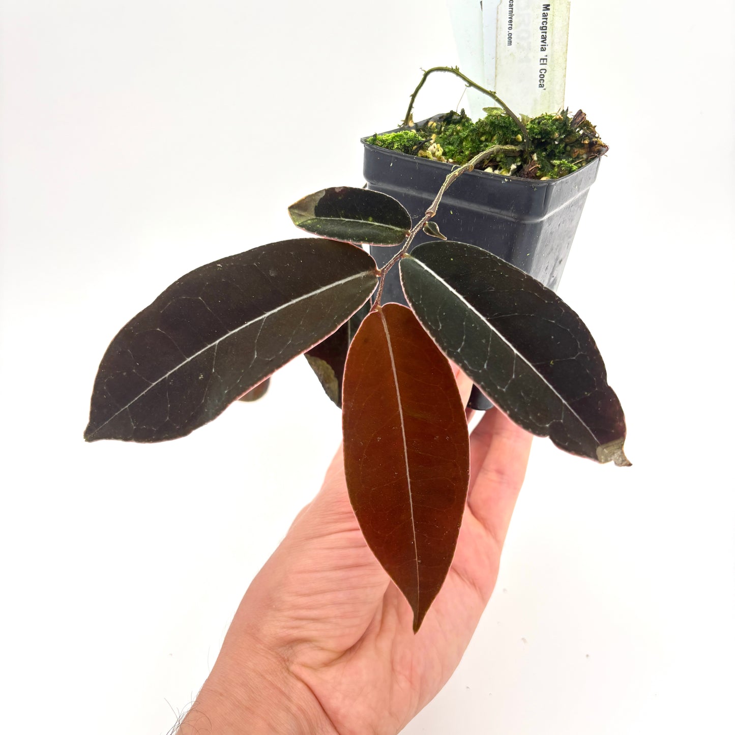 [MDR071] Marcgravia sp. 'El Coca'