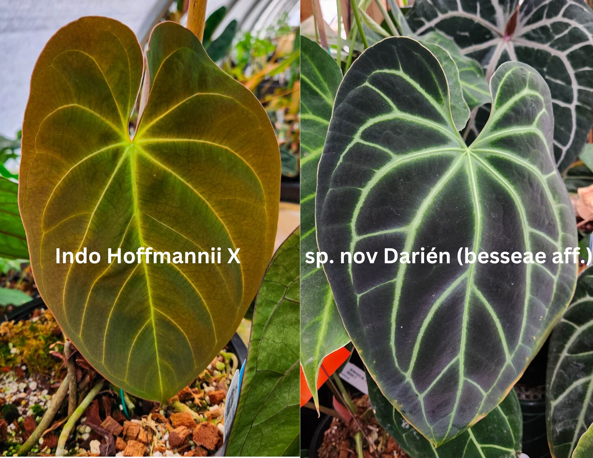 フィカス anthurium HYBRID Anthurium Indo Hoffmannii X x sp. nov Darién (besseae aff.), CAR