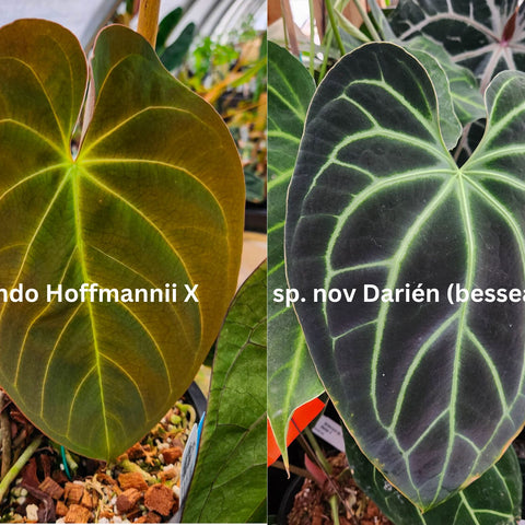 Split image of two Anthurium leaves: Indo Hoffmannii X on the left with brownish hue and Darién sp nov on the right with dark leaf and lime veins.