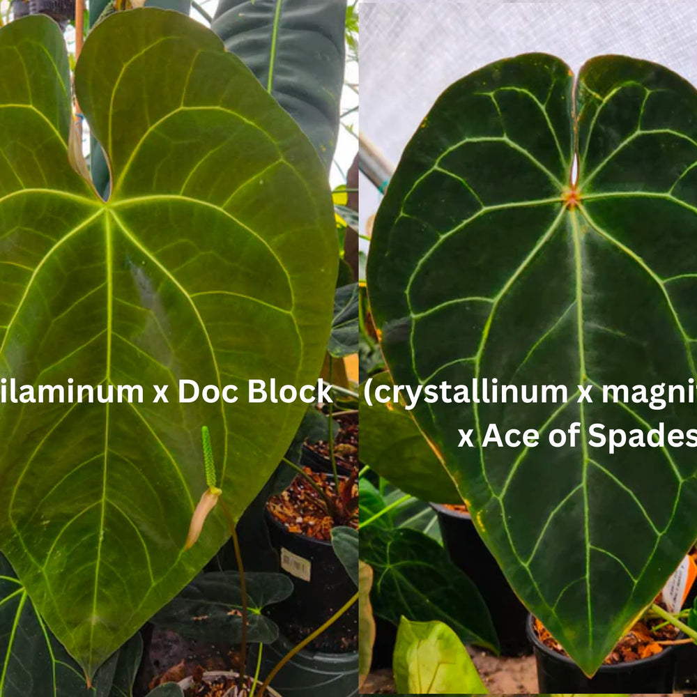 Anthurium (papillilaminum x Doc Block) x [(crystallinum x magnificum) x Ace of Spades], CAR-0314