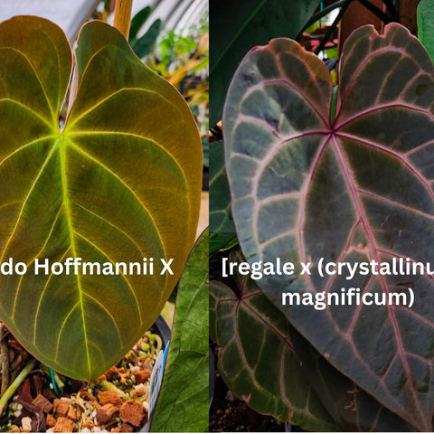 Two Anthurium leaves side by side left bright green with yellow veins right dark burgundy with pink veins