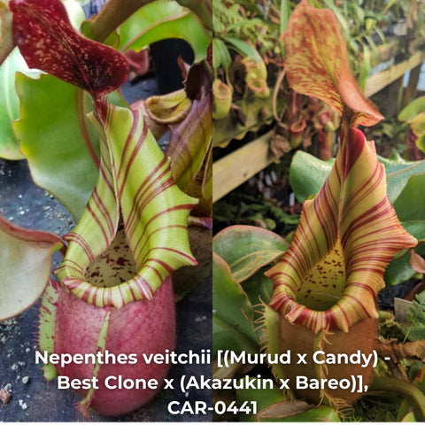 Two views of Nepenthes veitchii hybrid with lime and red striped peristome BE-3734 cross
