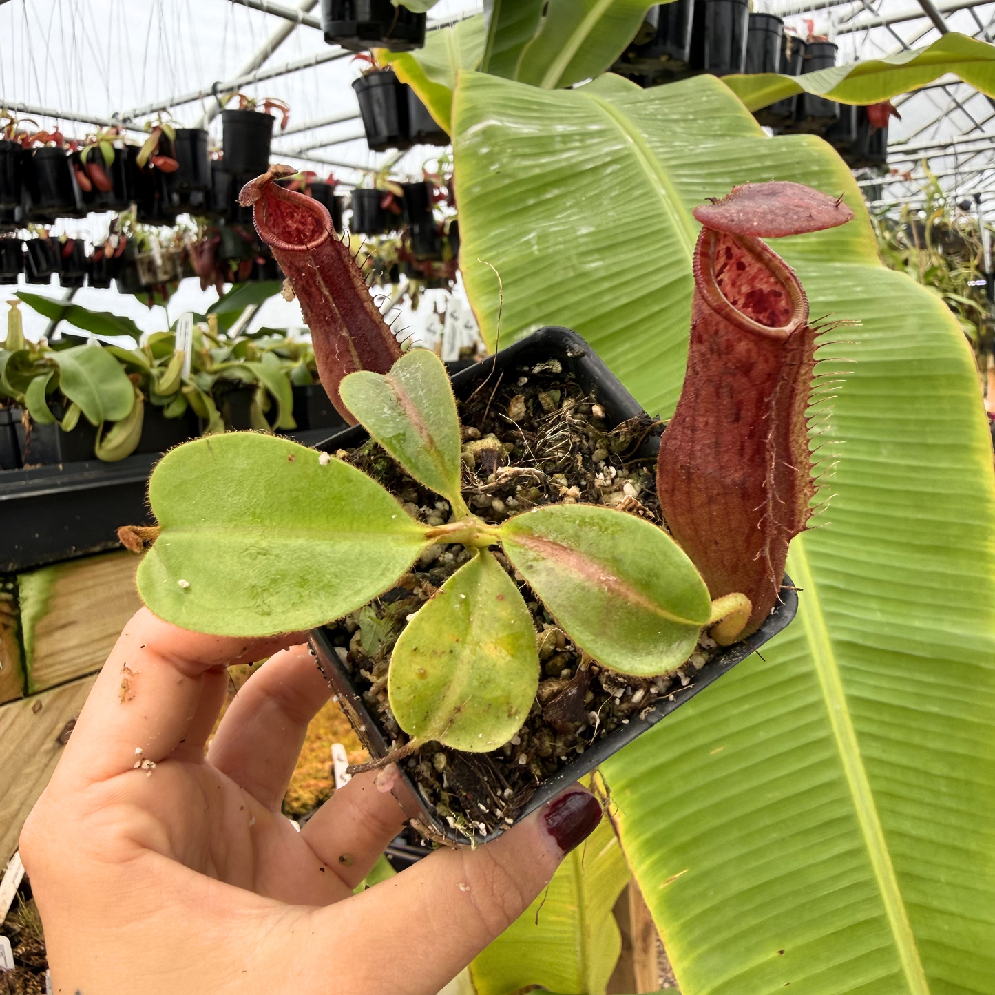 red nepenthes pitcher plant