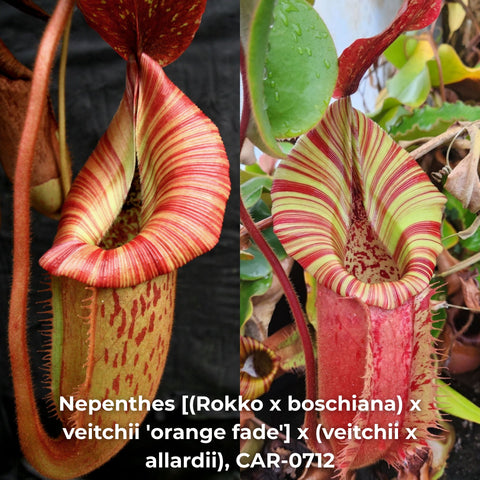 Split image of Nepenthes orange fade hybrid pitchers with striped red and yellow rims.