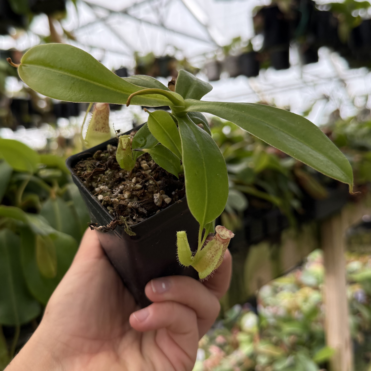 Young Nepenthes sibuyanensis x maxima x veitchii hybrid CAR-0998 in a small pot with broad green leaves and a developing pitcher