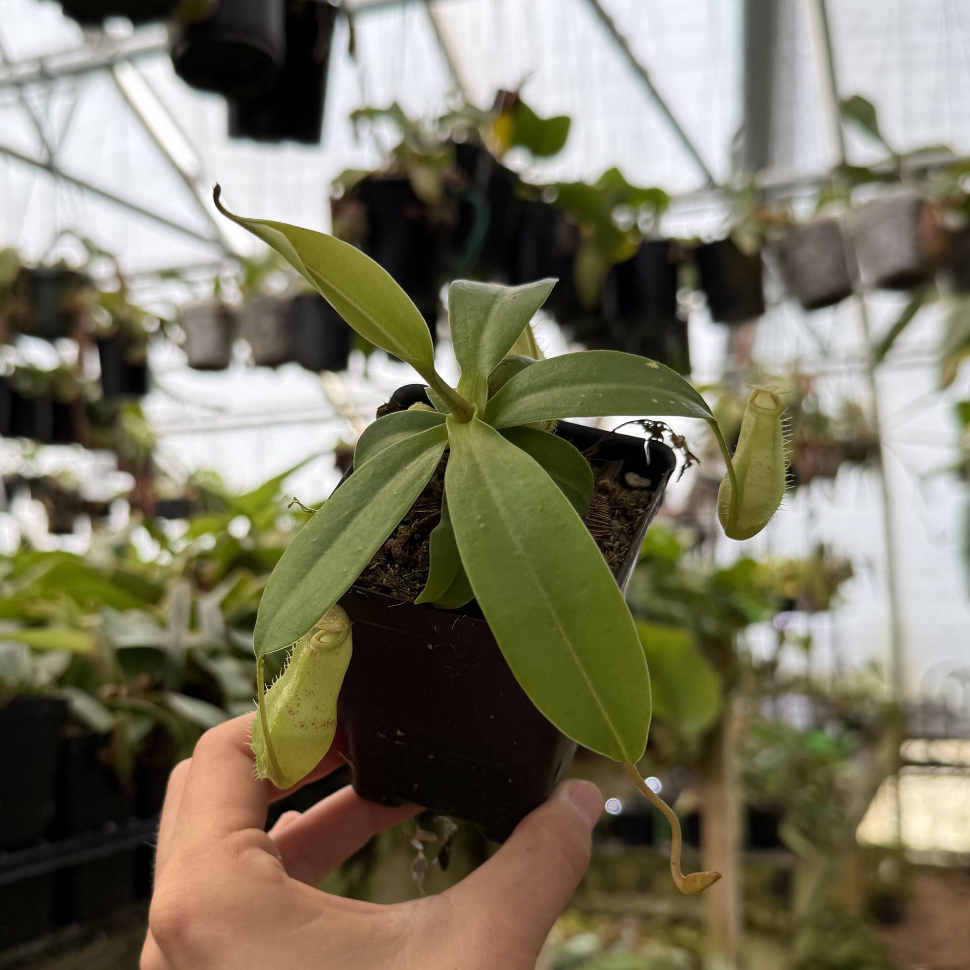 Nepenthes sibuyanensis x (maxima x veitchii), CAR-0998 – Carnivero