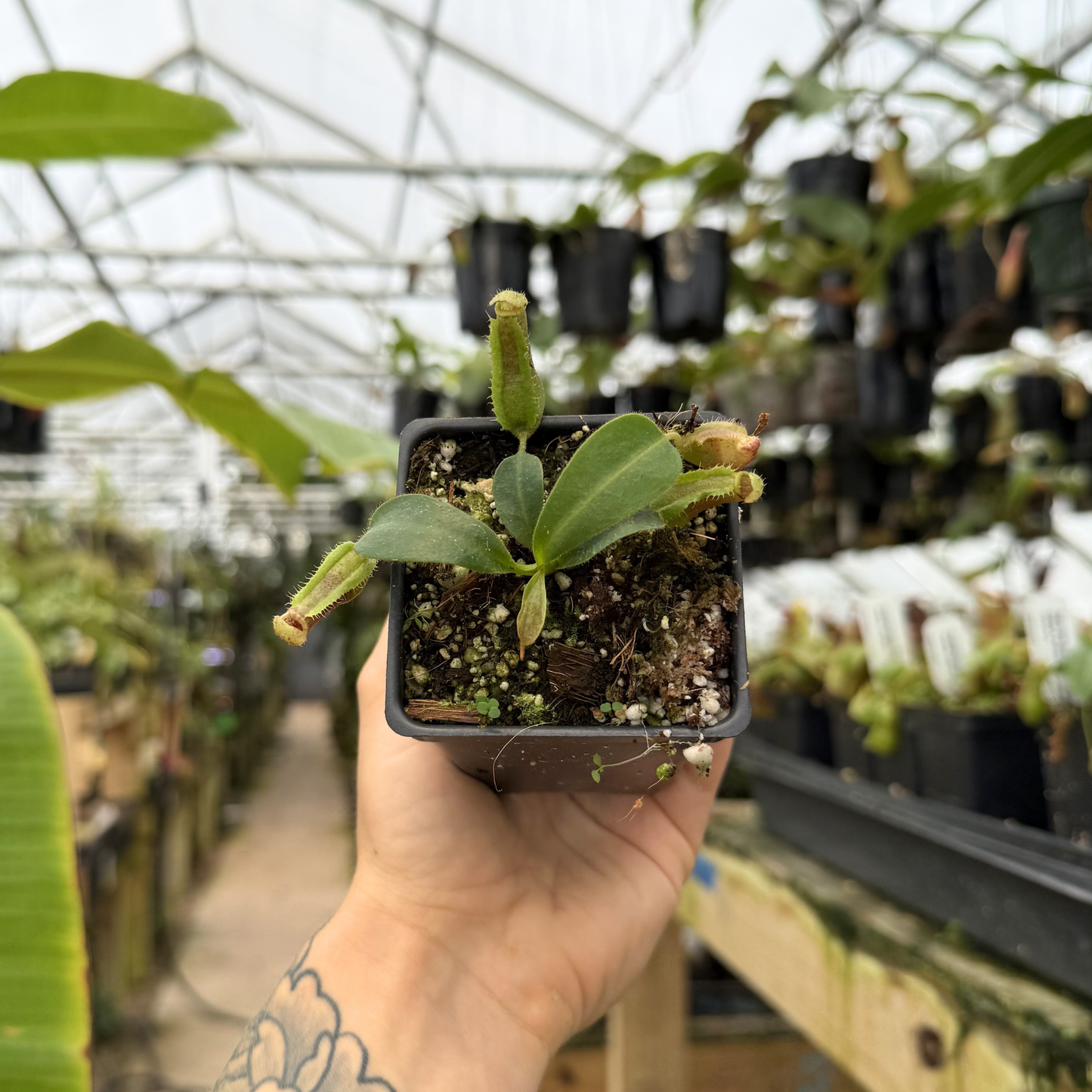 Candy Dreams Nepenthes hybrid in a small pot held by hand inside a greenhouse.