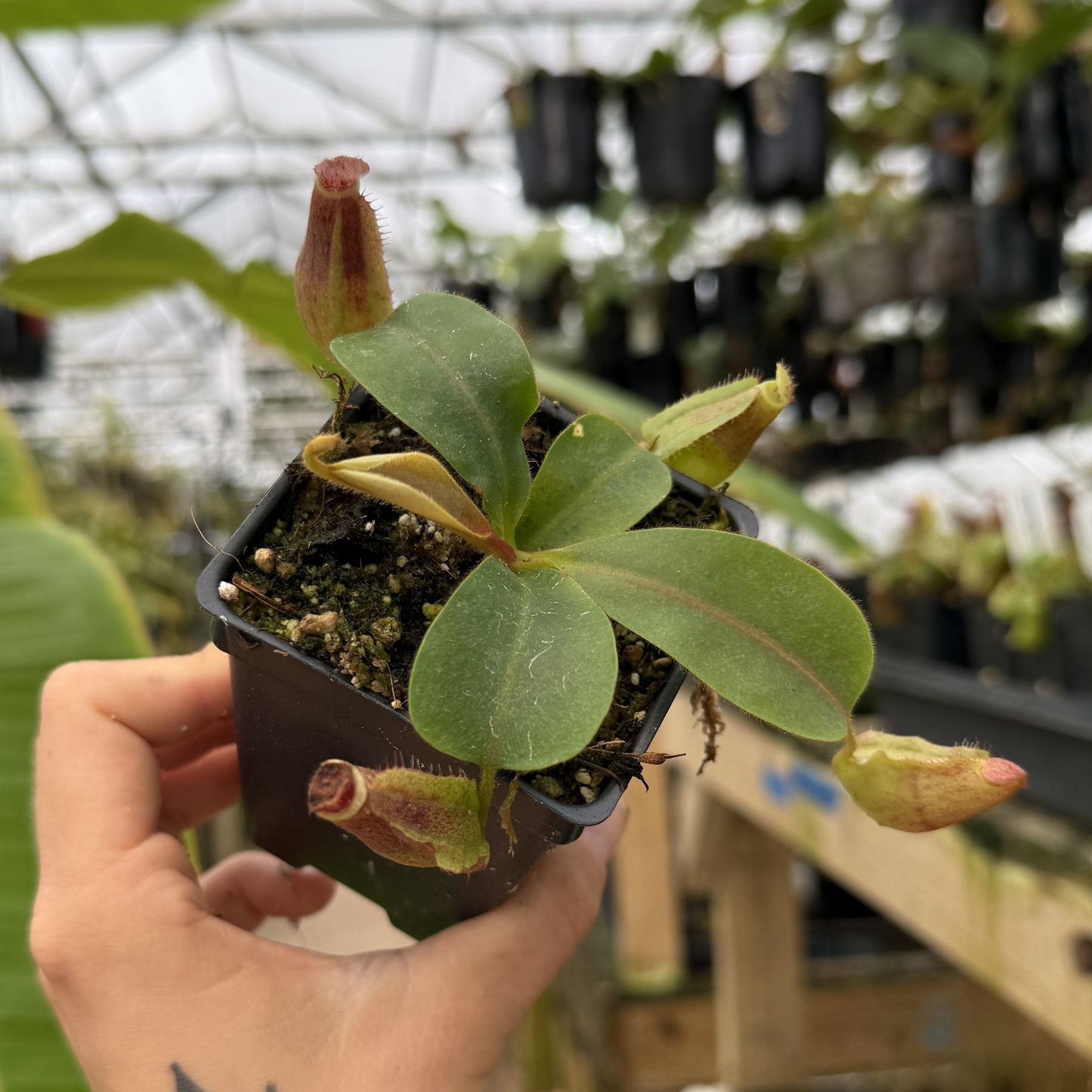 Nepenthes red ruffled x redonkulas hybrid seedling with a tall reddish pitcher in a small pot.