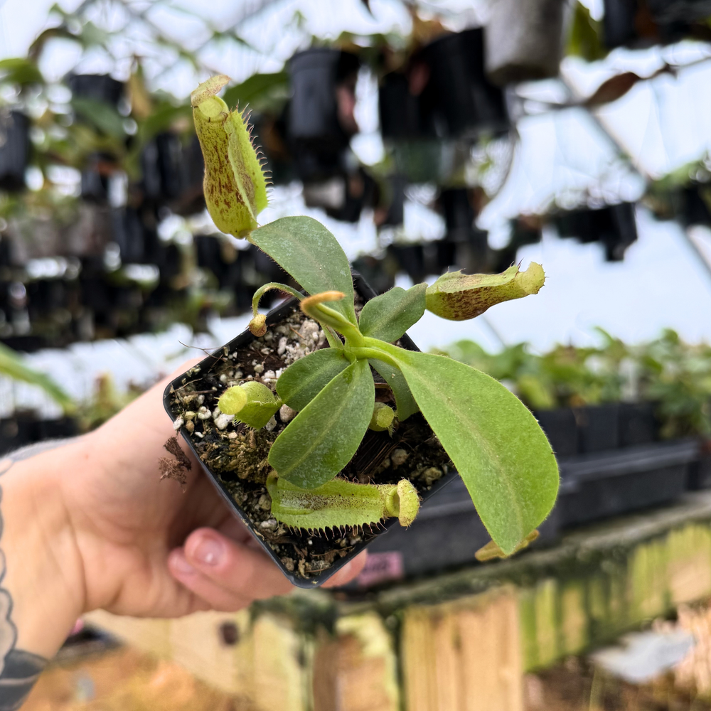 Nepenthes [(lowii x veitchii) x boschiana]-Red Ruffled x