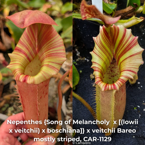 Two-panel view of Nepenthes Bareo mostly striped CAR-1129 seed pod pitcher with pale yellow interior and red striped rim.