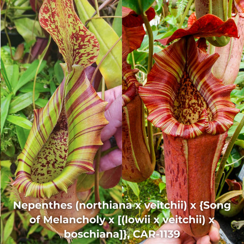 Two-panel view of Nepenthes CAR-1139 pitcher with green yellow stripes and a red striped peristome.