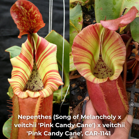 Two-panel view of Nepenthes Pink Candy Cane CAR-1141 pitcher with yellow-green and red striped peristome and speckled interior.