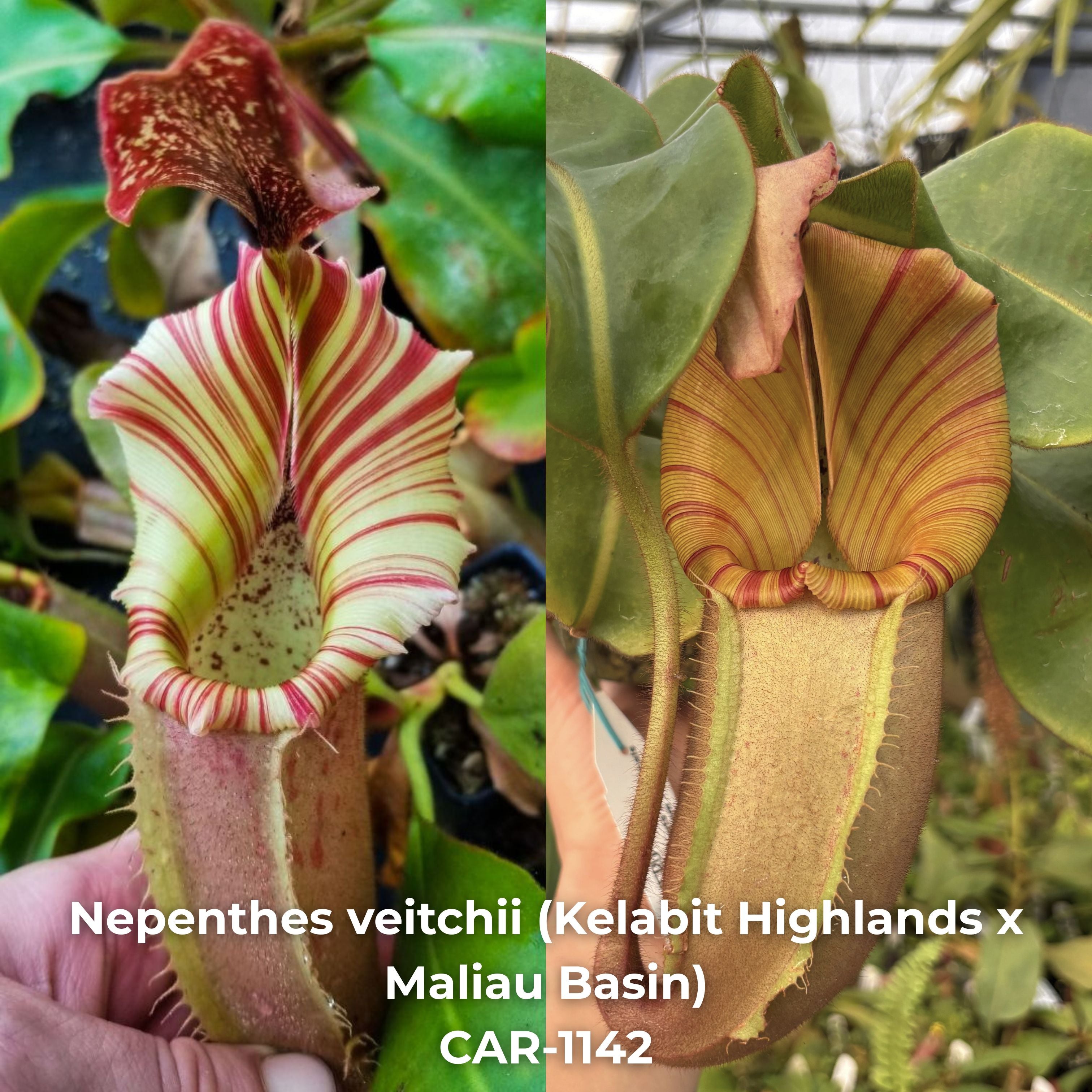 Nepenthes veitchii (Kelabit highlands x Maliau Basin), CAR-1142