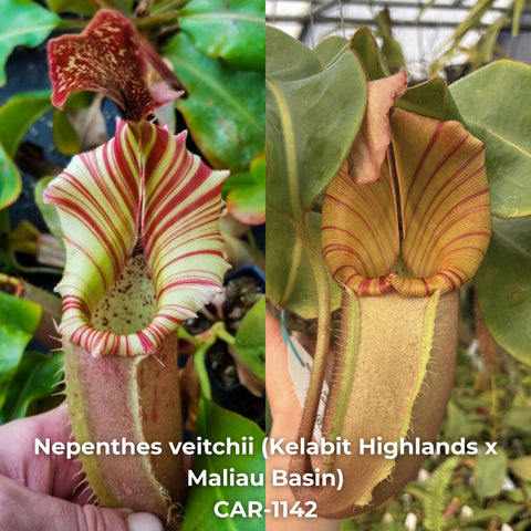 Two Nepenthes veitchii Kelabit Highlands x Maliau Basin pitchers with yellow green striped rims.
