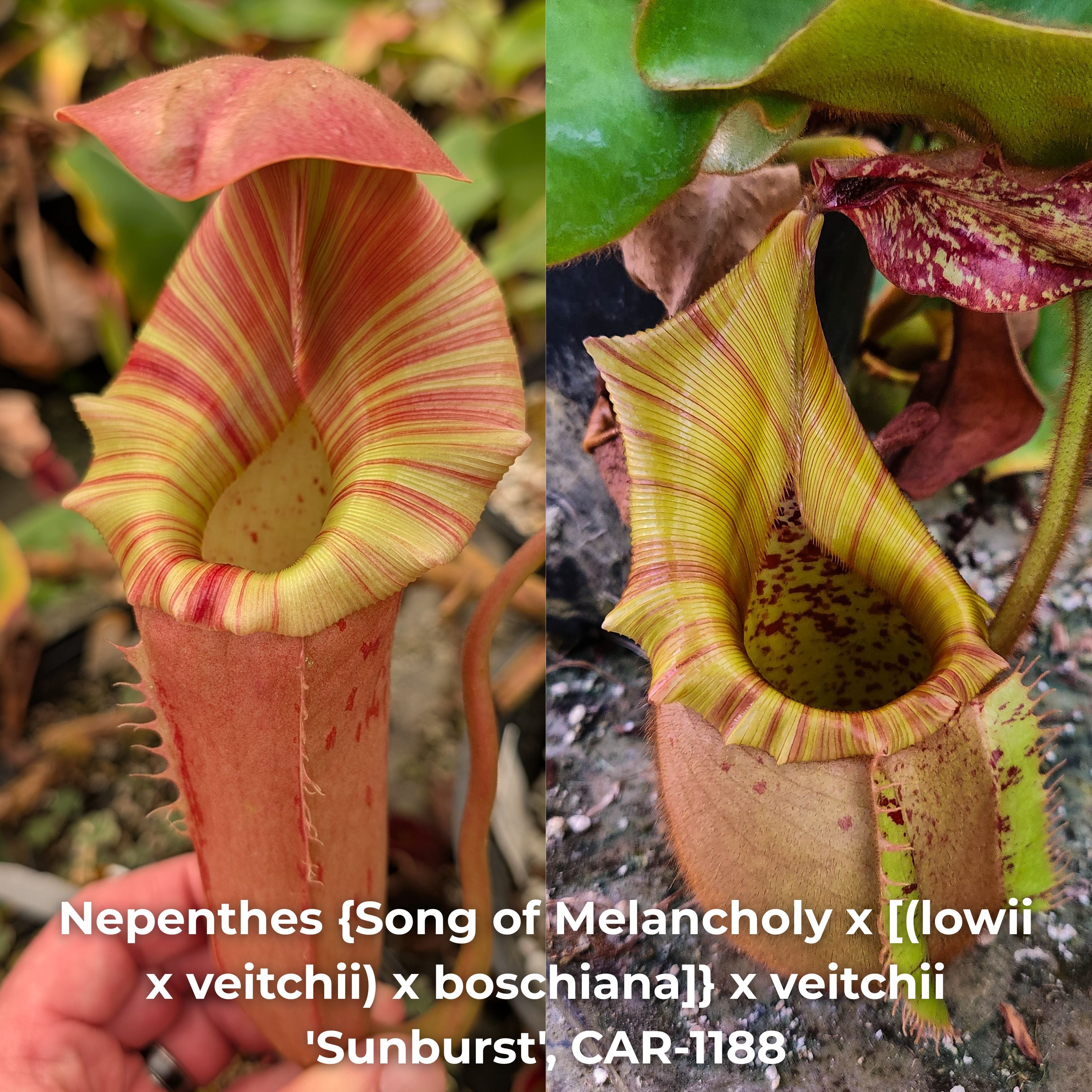Nepenthes {Song of melancholy x [(lowii x veitchii) x boschiana