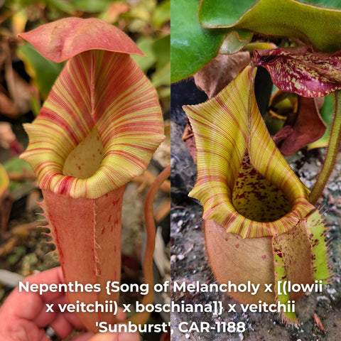 Two Nepenthes sunburst hybrid pitchers with cream and red striping on pale yellow throats.