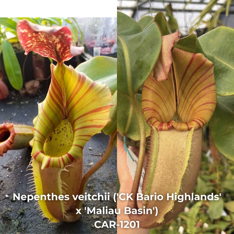Two Nepenthes veitchii hybrids with striped yellow green pitchers in a greenhouse