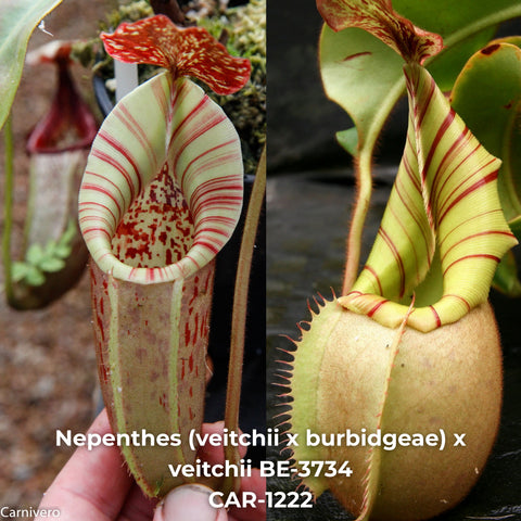 Two Nepenthes veitchii x burbidgeae hybrids with pale green striped pitchers and red accents