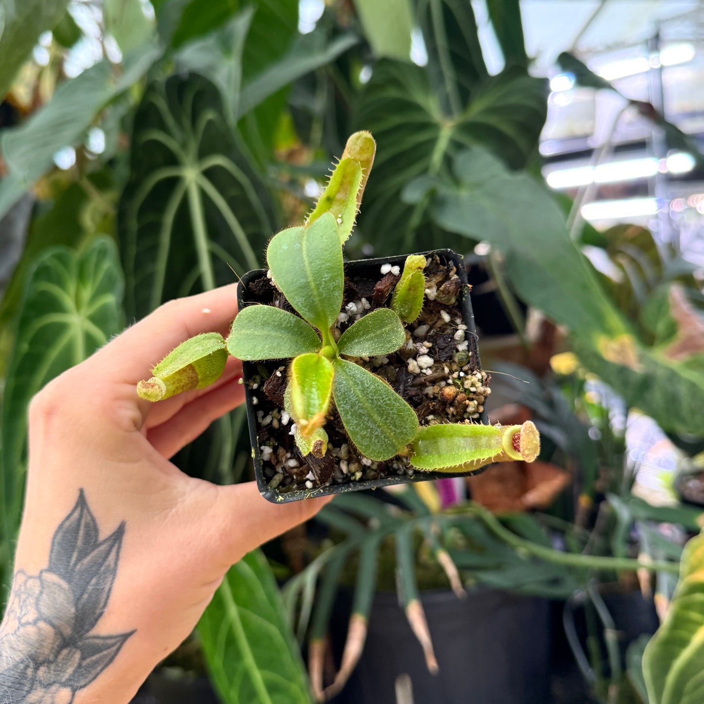 top view of a green small pitcher plant