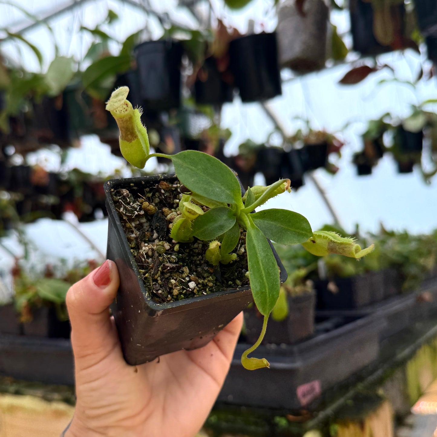 small pitcher plant in a pot from a side angle