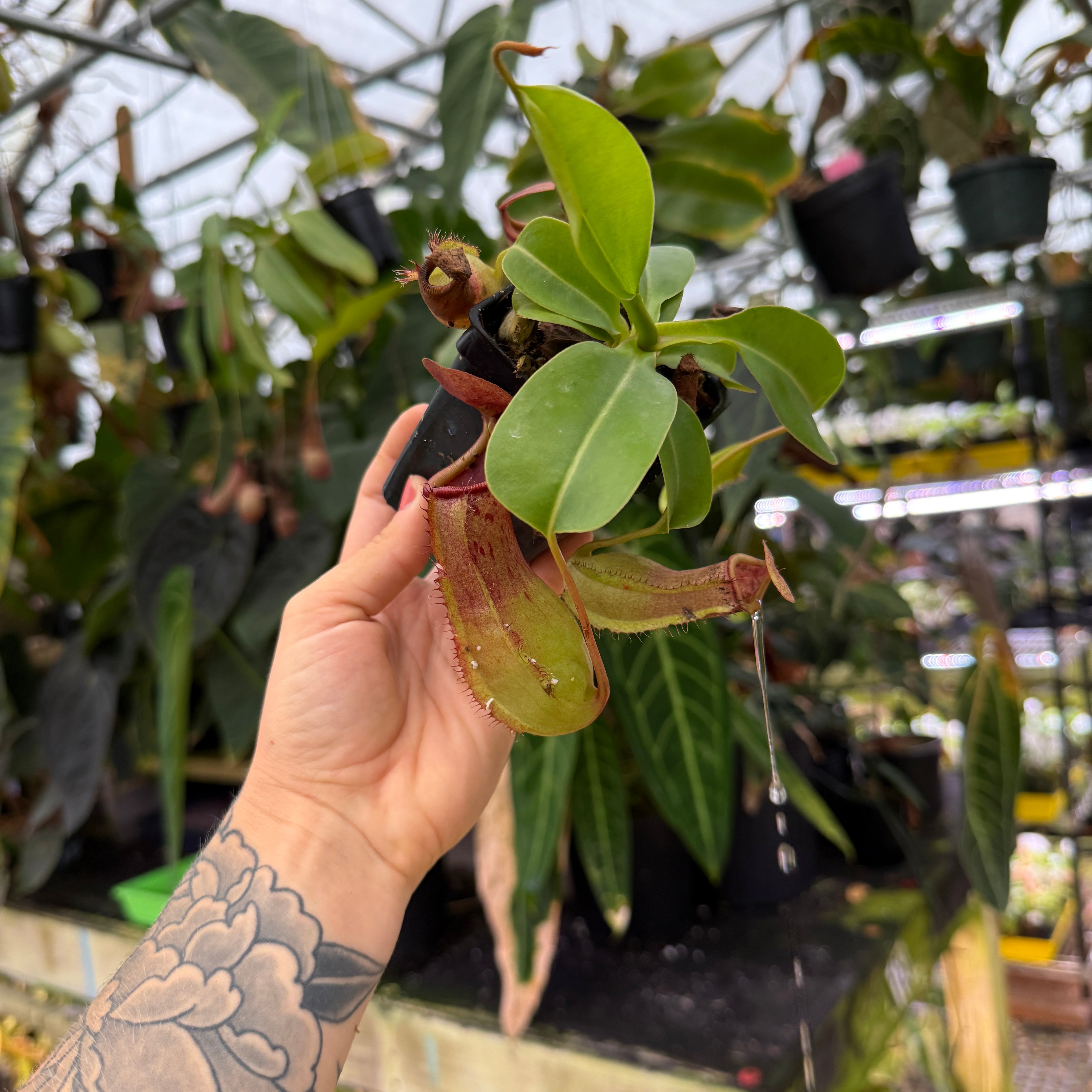 Nepenthes ventricosa (k) x truncata (d)- wide peristome, CAR-0665