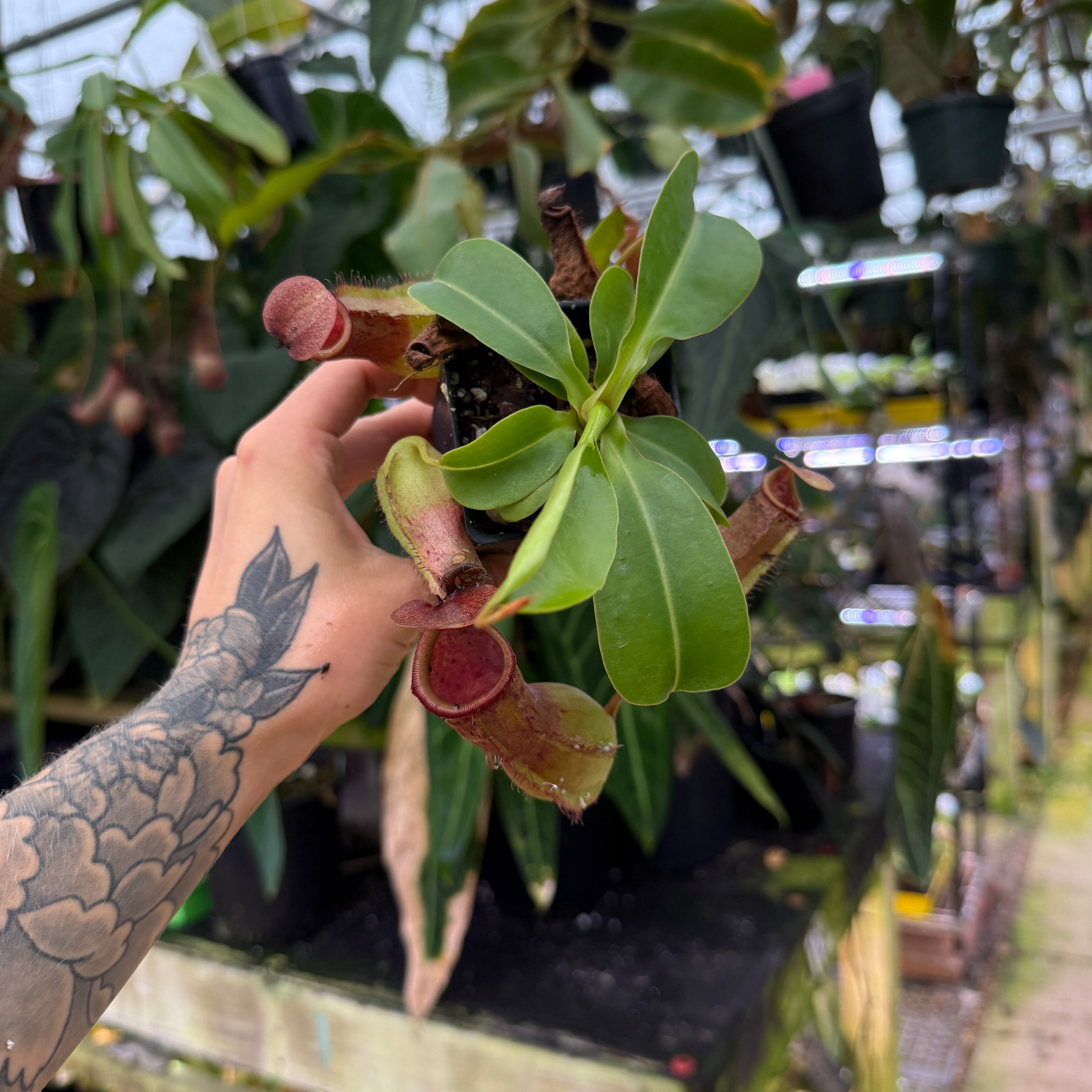 Nepenthes ventricosa (k) x truncata (d)- wide peristome, CAR-0665