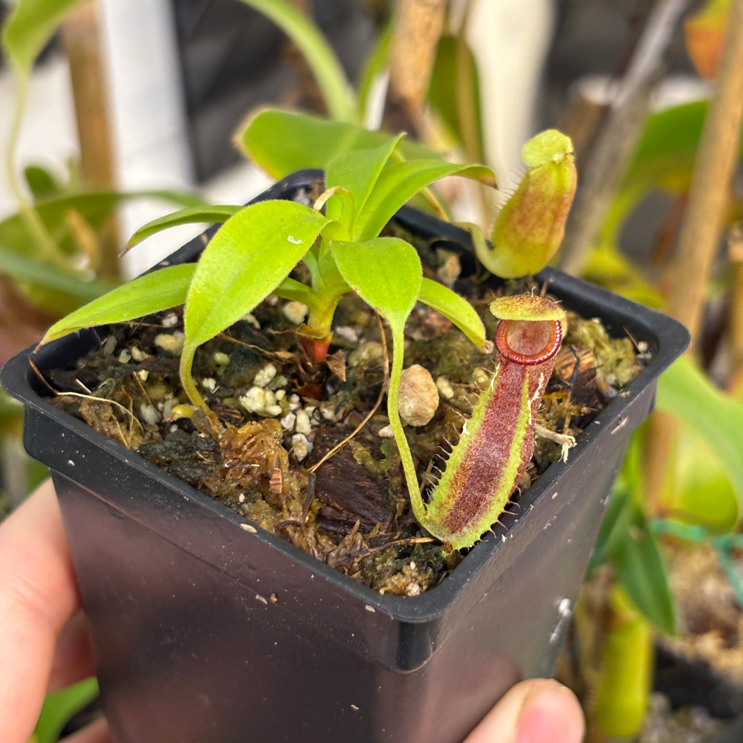 [W260] Nepenthes bongso, BE-3036 (M)
