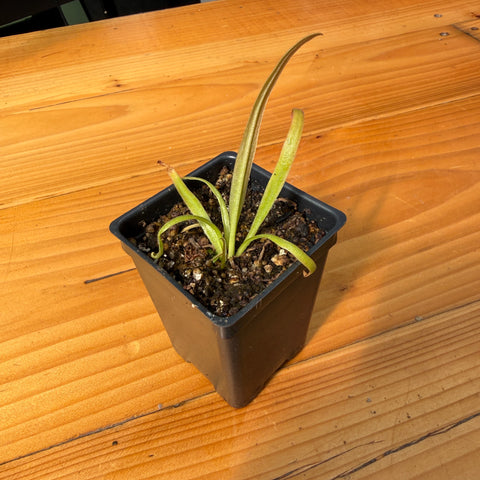 A small potted green plant in a black plastic nursery pot, placed on a wooden tabletop.