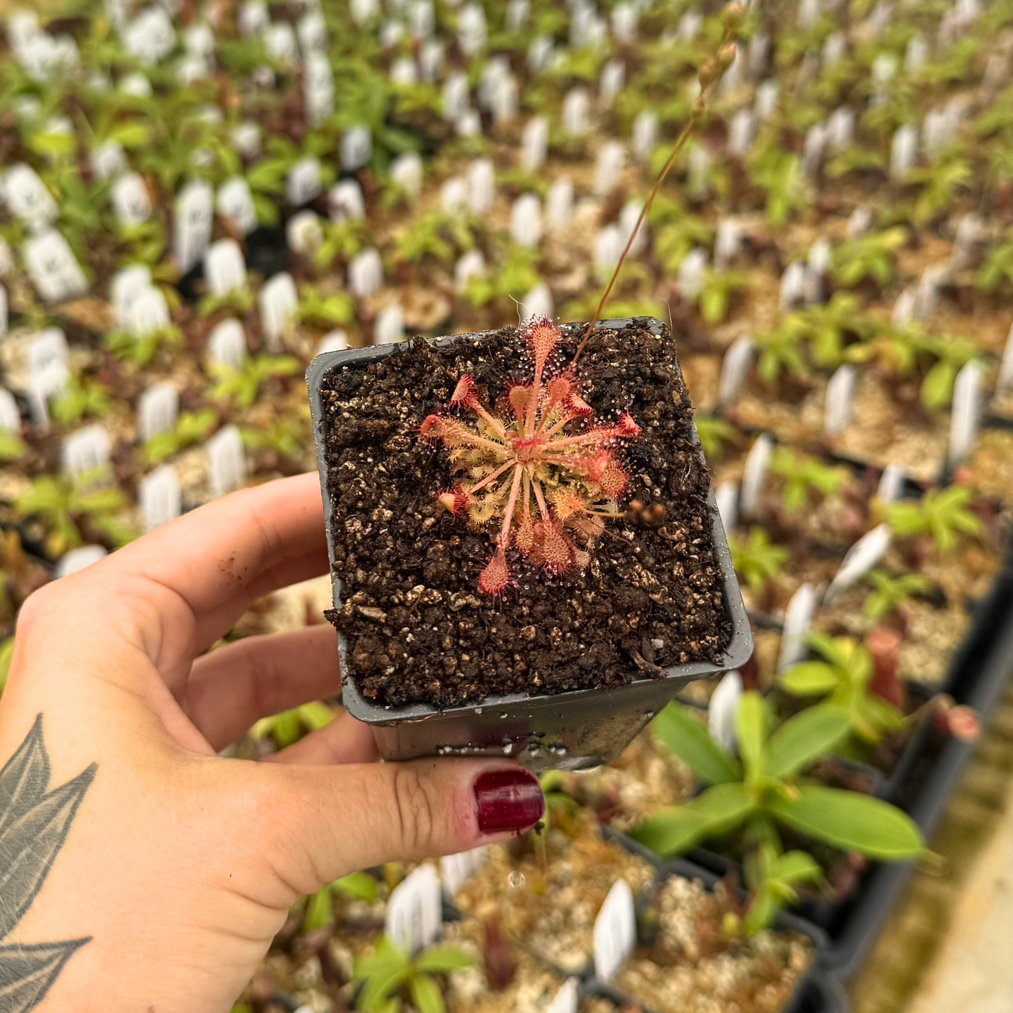 drosera potting mix Drosera capillaris, IMP-0069 – Carnivero