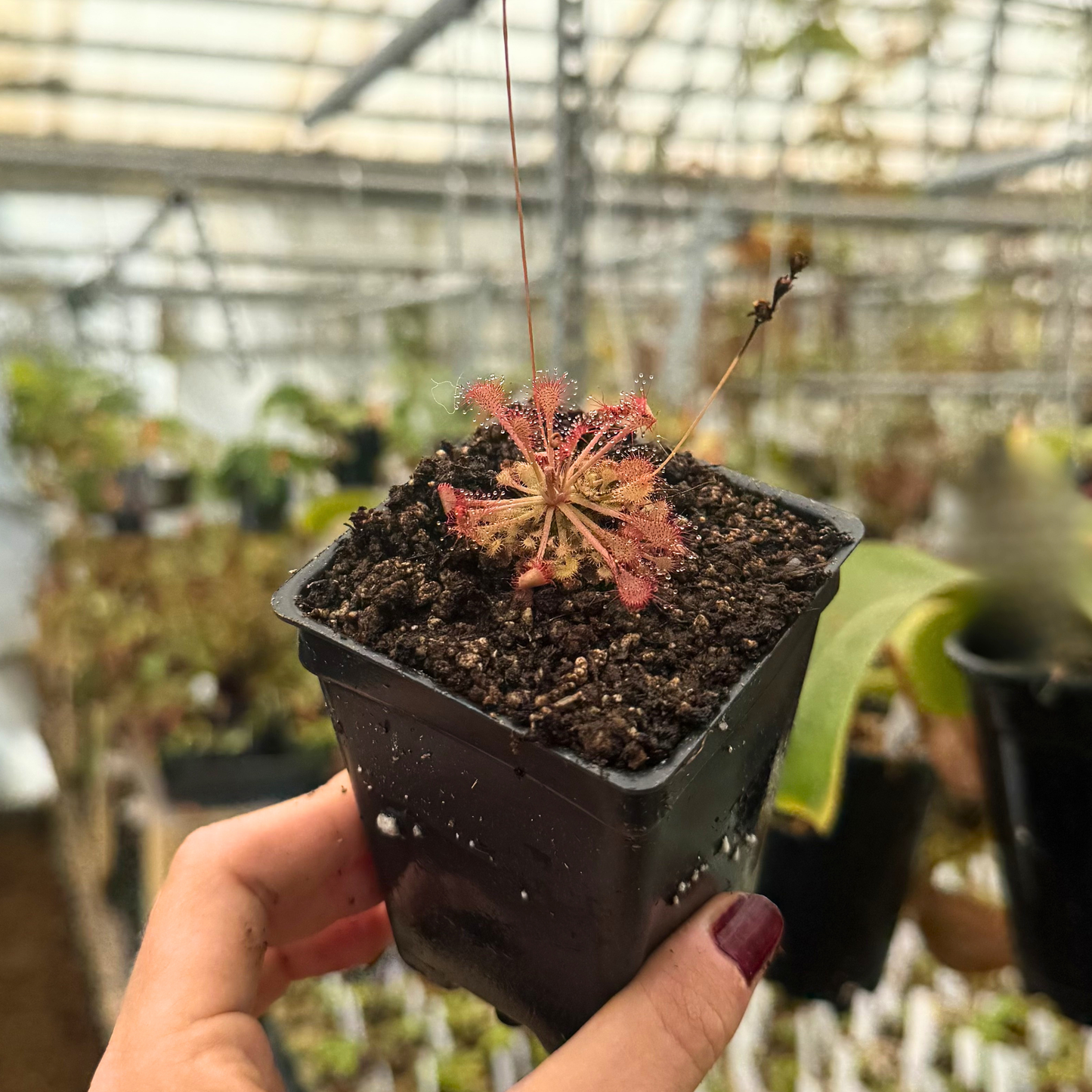 Drosera capillaris, IMP-0069