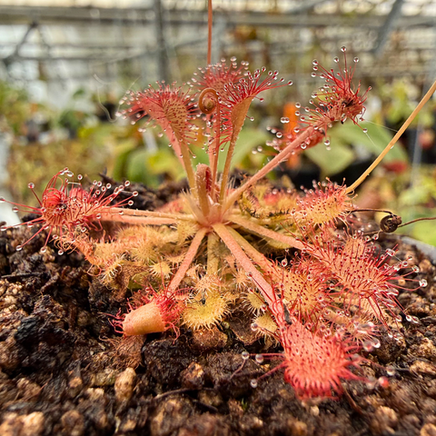 Drosera capillaris carnivorous plant in a small pot with a red rosette and dew on slender glandular tentacles.