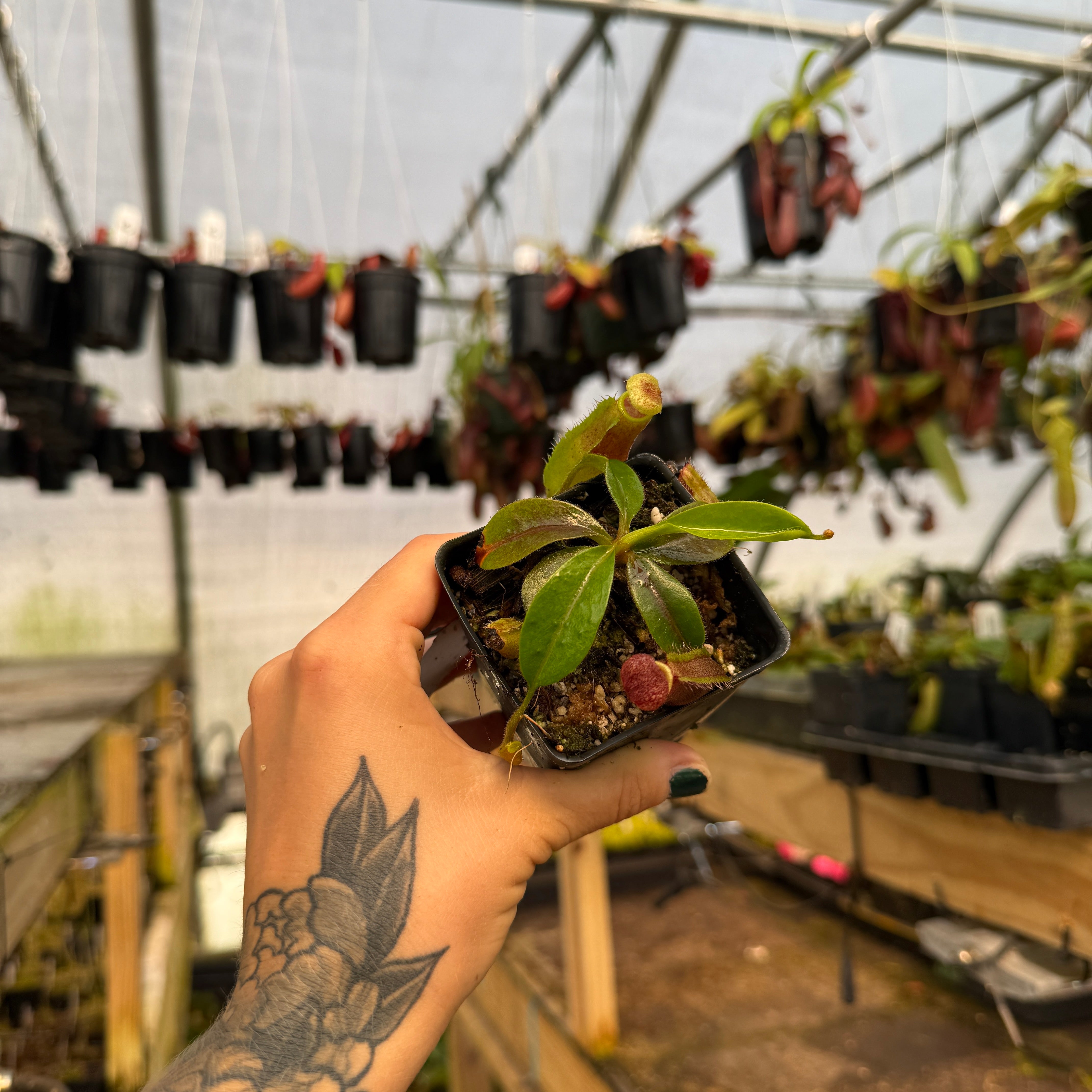 Nepenthes [(lowii x veitchii) x boschiana)] 
