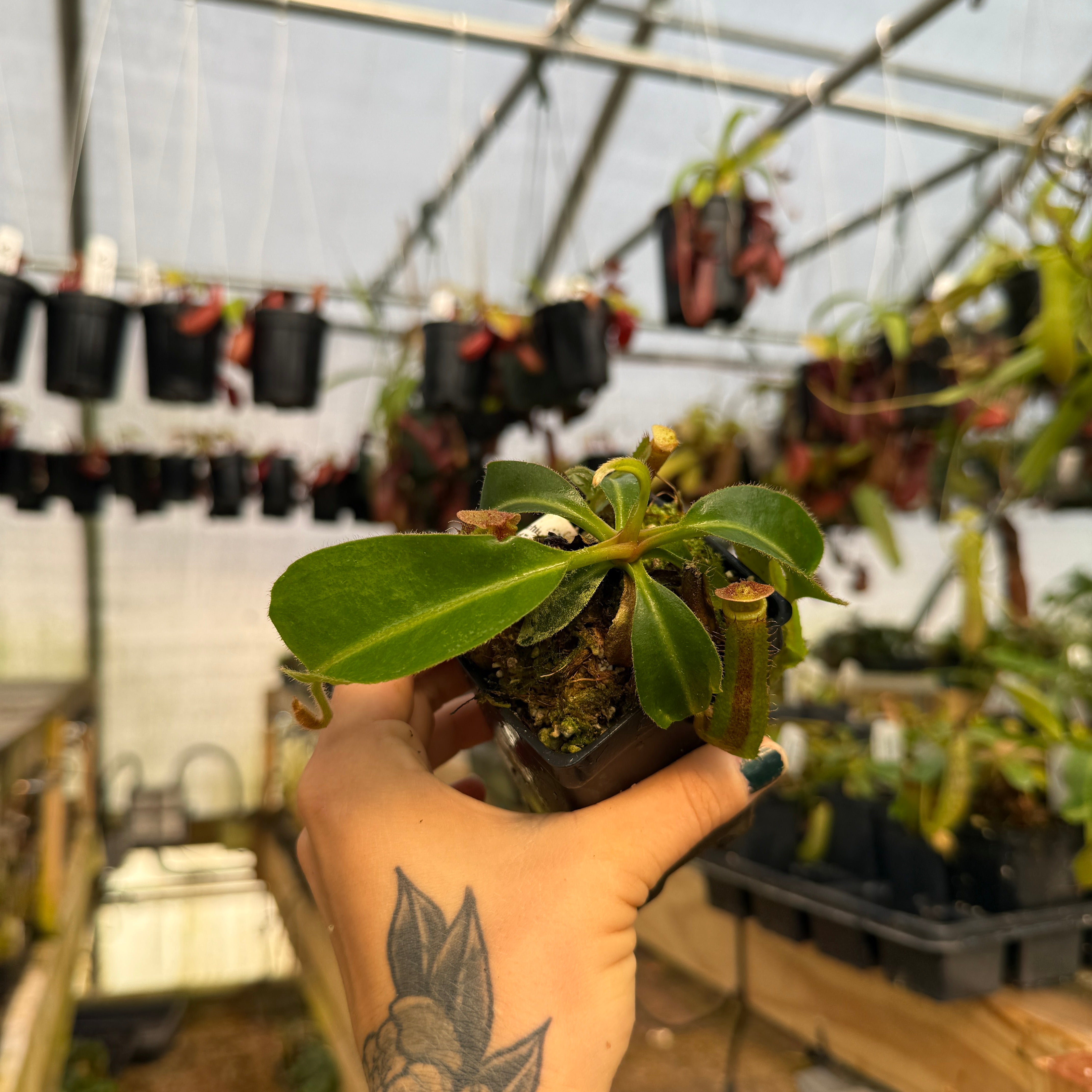 Nepenthes [(lowii x veitchii) x boschiana)] 