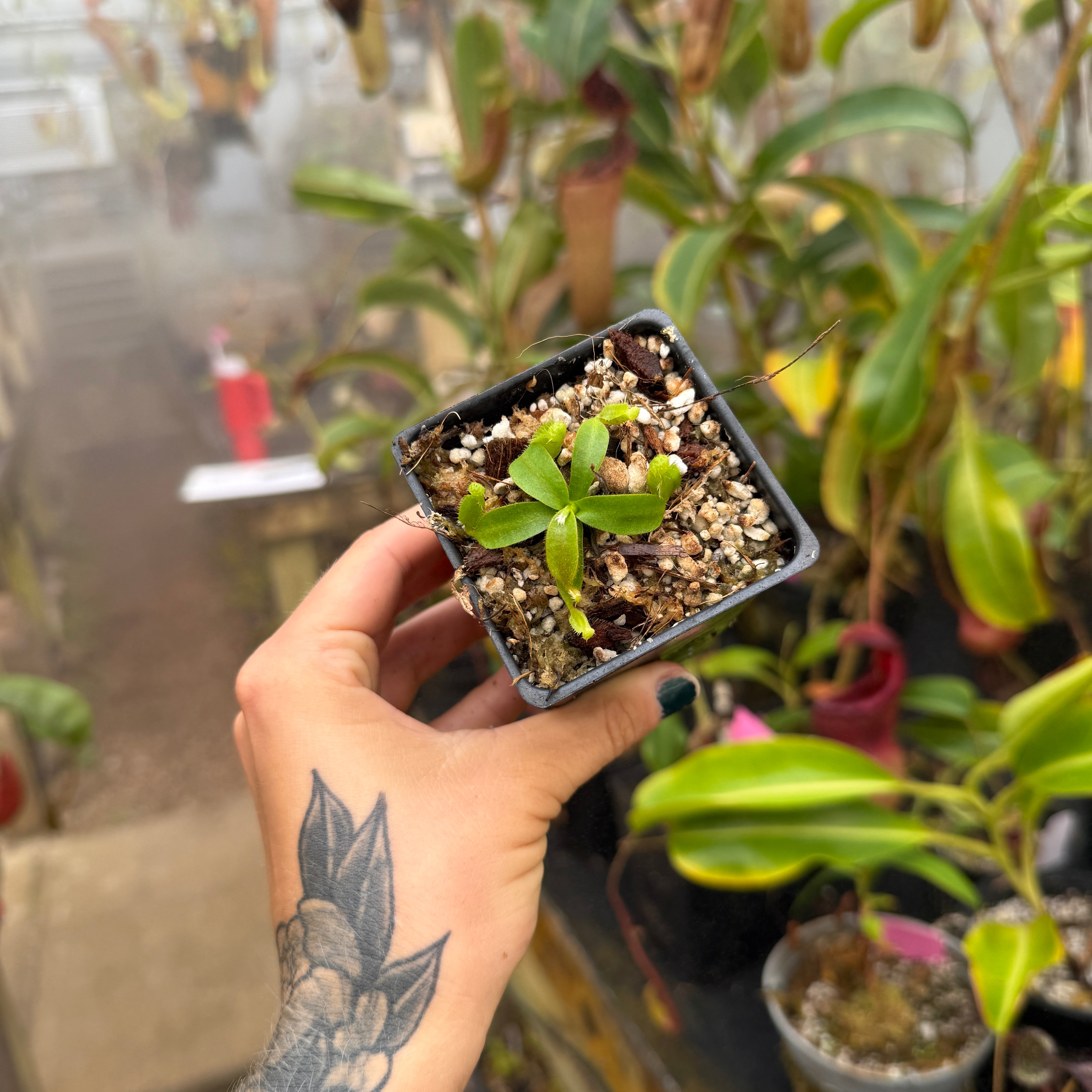 Nepenthes mollis x edwardsiana, CAR-0446 – Carnivero