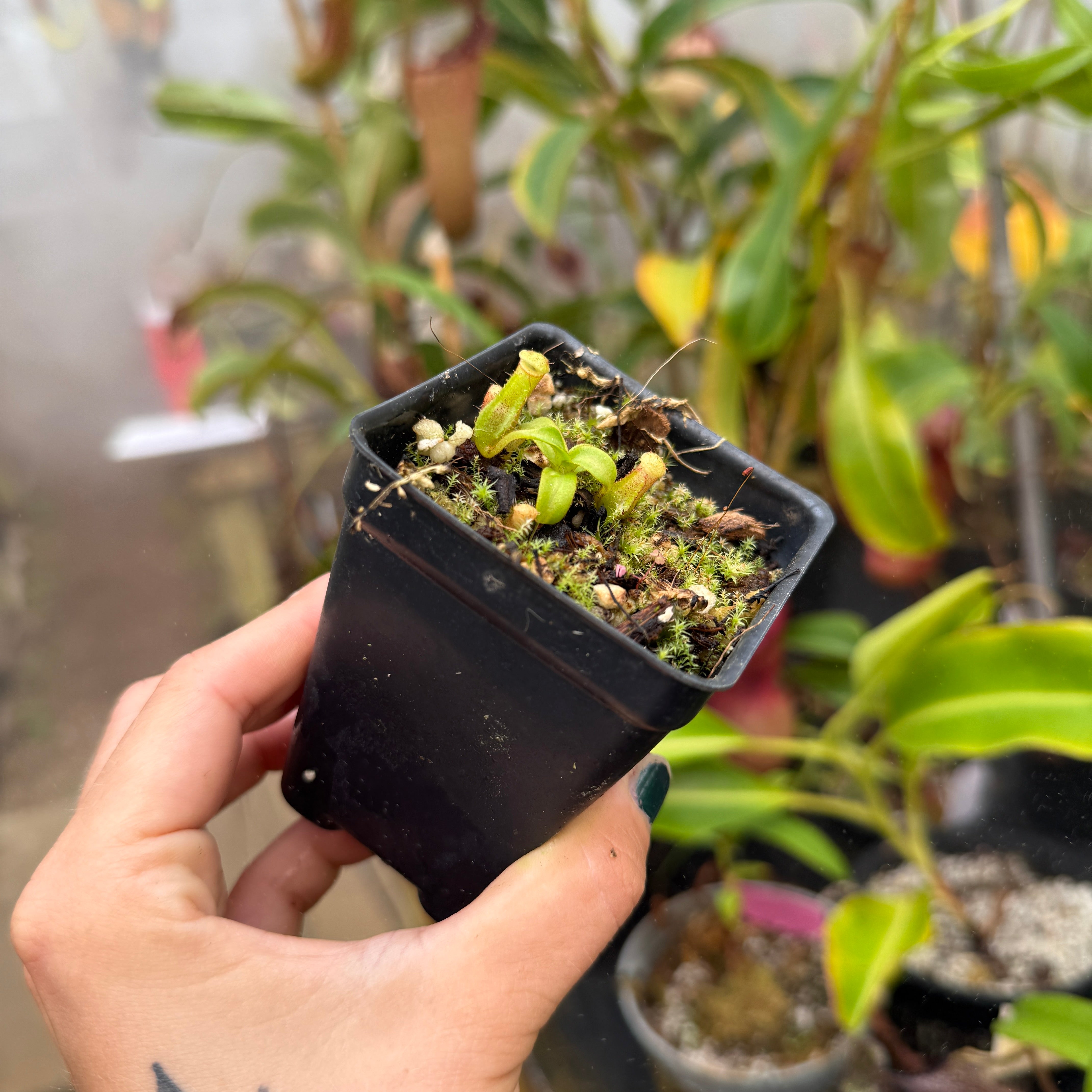 Nepenthes mollis x edwardsiana, CAR-0446 – Carnivero