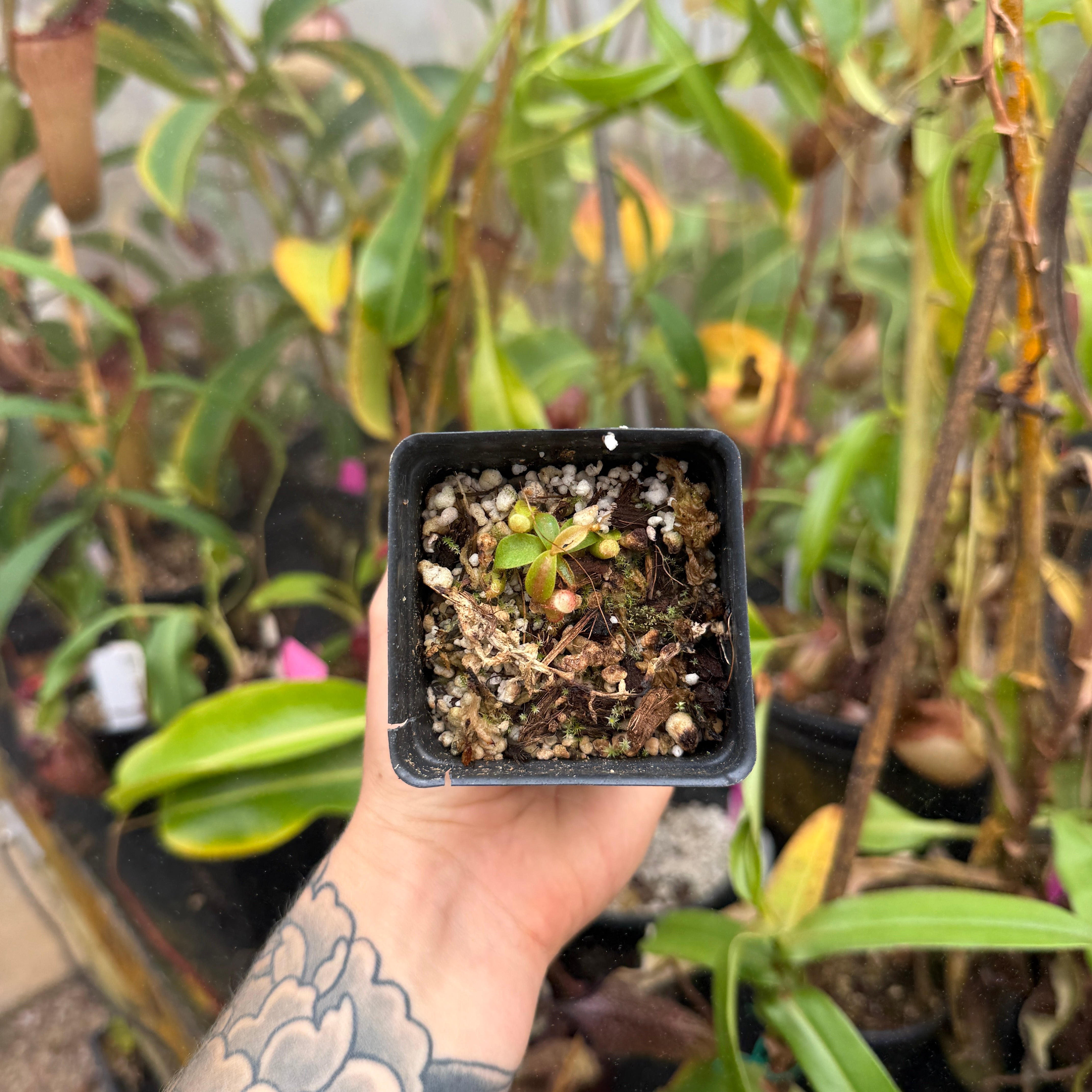Nepenthes mollis x edwardsiana, CAR-0446 – Carnivero