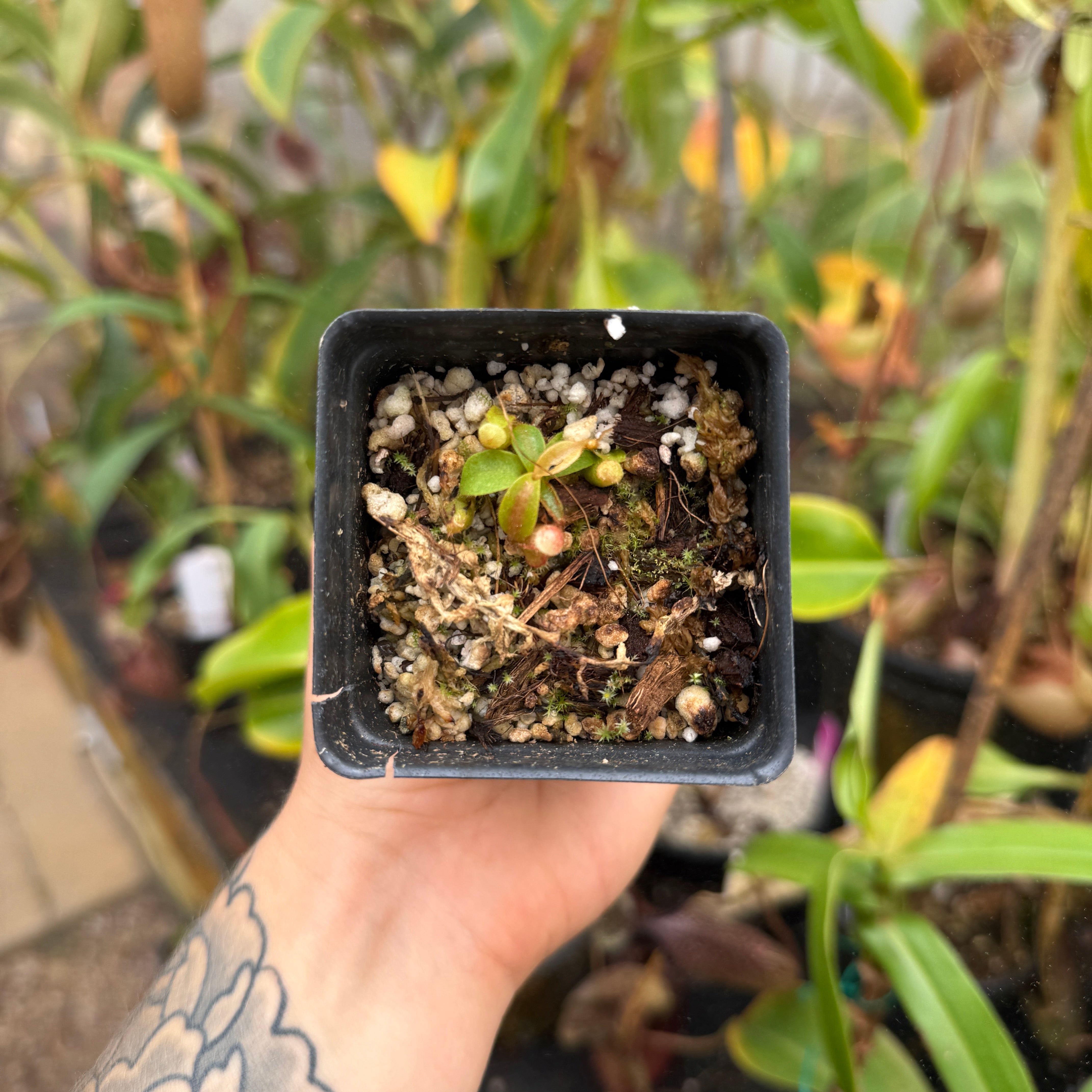 Nepenthes mollis x edwardsiana, CAR-0446 – Carnivero
