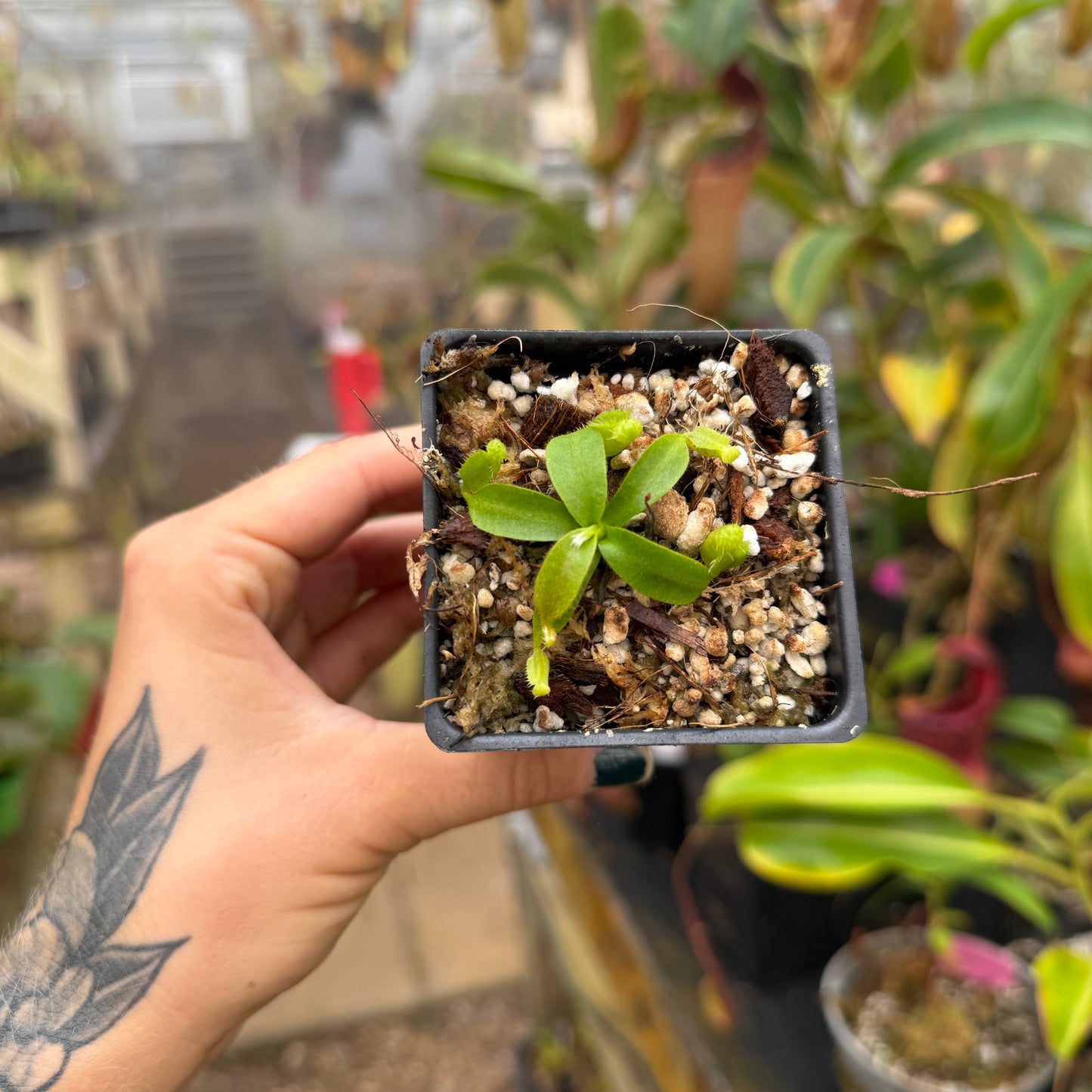 larger extra small mollis x edwardsiana with five pitchers