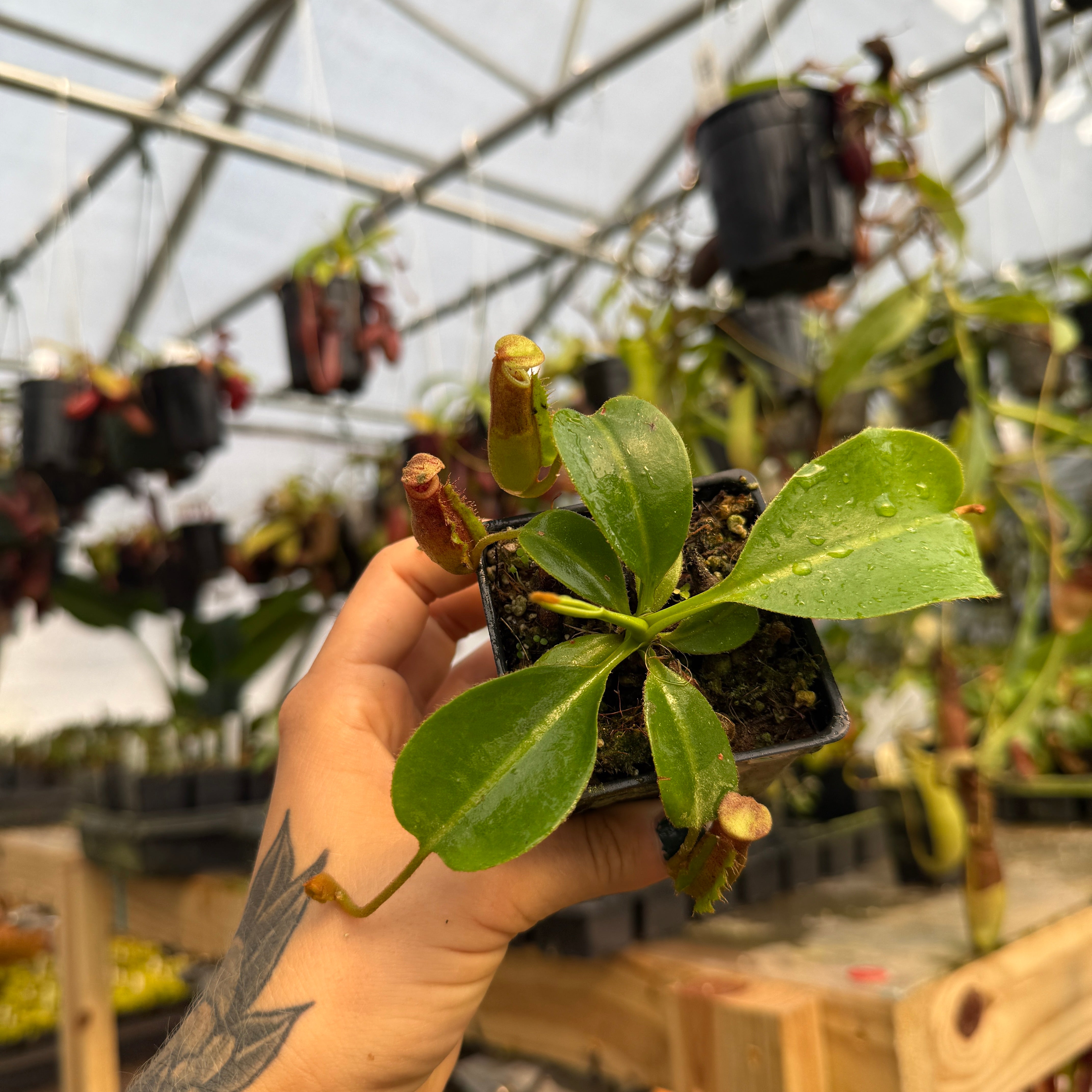 Nepenthes [(Rokko x boschiana) x veitchii] x Trusmadiensis CAR