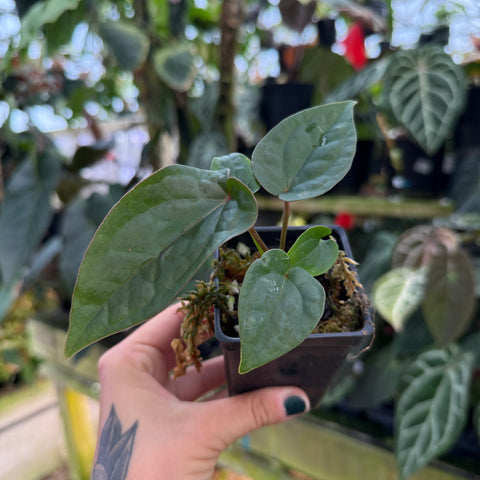 small potted anthurium 
